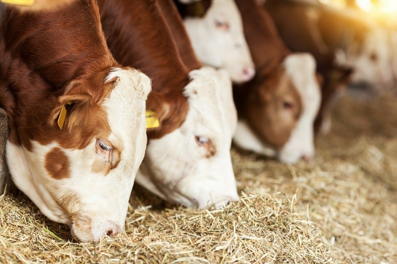 Praktyczne porady w zakresie karmienia bydła: zapobieganie niedoborom żywieniowym